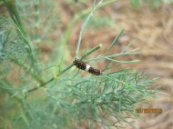 butterfly puddling caterpillars at callaway gardens 2013 (10)